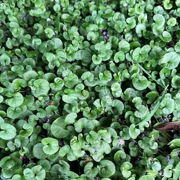 Dichondra micrantha Feuille