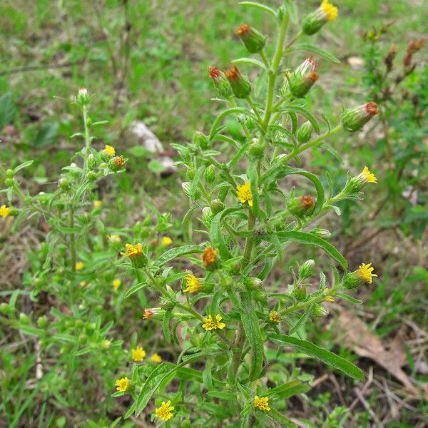 Dittrichia graveolens Folha