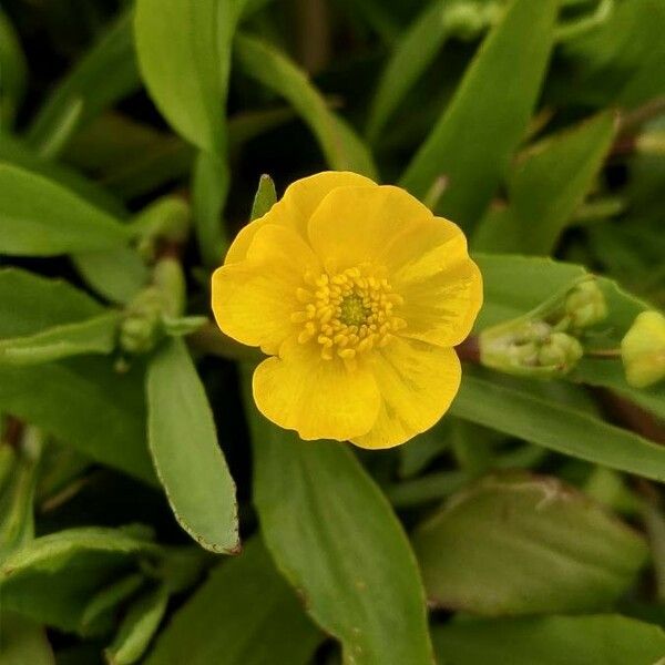 Ranunculus lingua Blüte