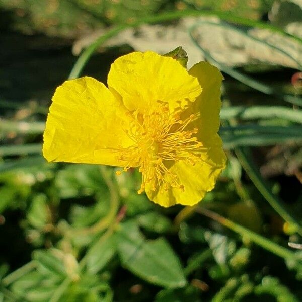 Helianthemum italicum 花