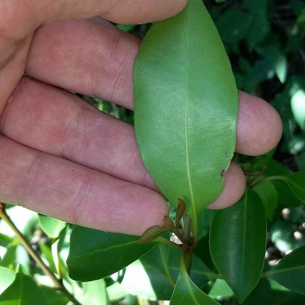 Eugenia axillaris Blad