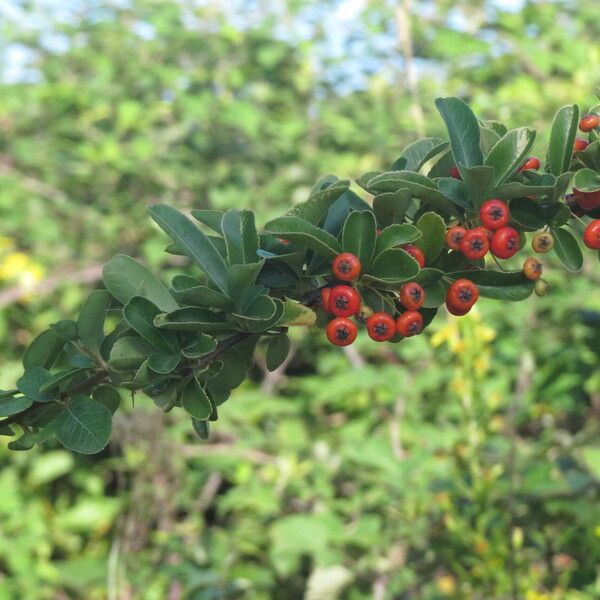 Pyracantha crenulata Deilen