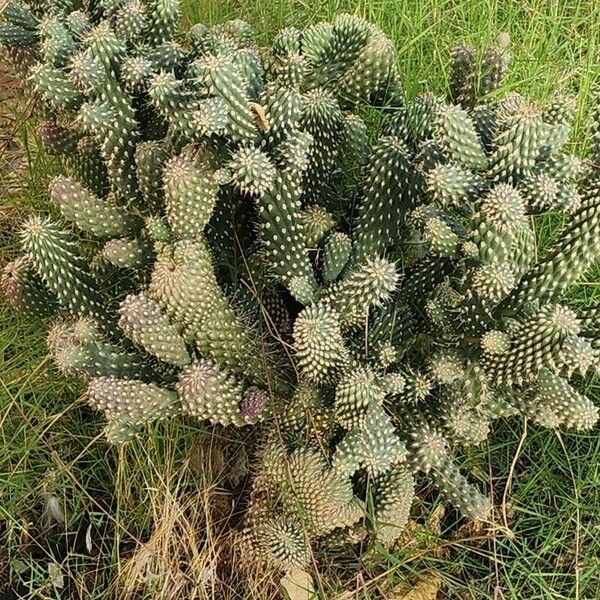 Cylindropuntia fulgida Іншае