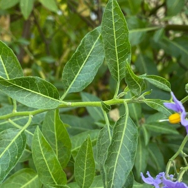 Solanum crispum Blatt