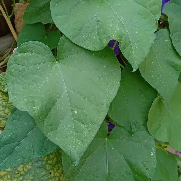 Ipomoea purpurea Folha