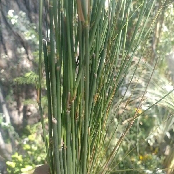 Juncus balticus Fuelha