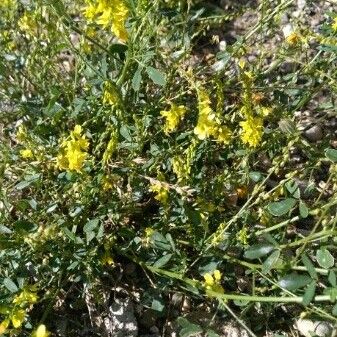 Anthyllis hermanniae Blodyn