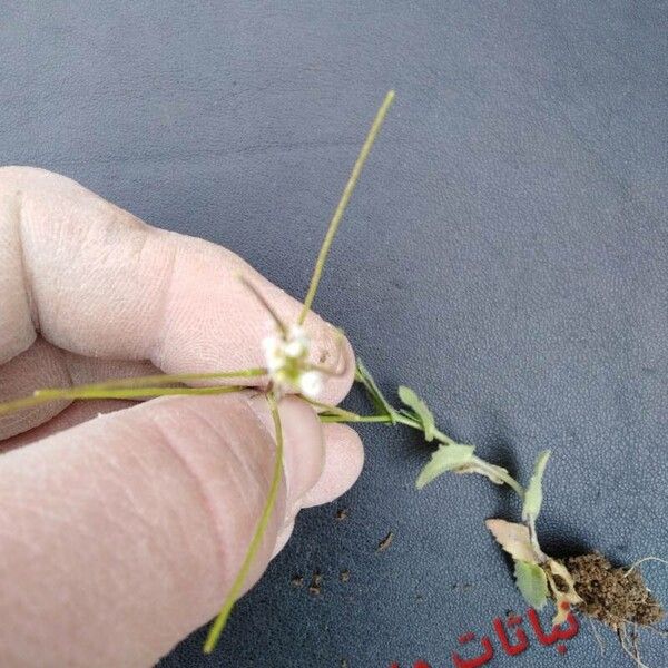 Arabis auriculata Blatt