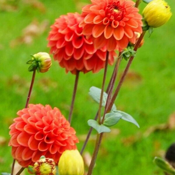 Dahlia pinnata Hostoa