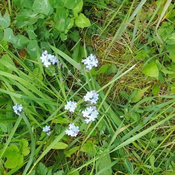 Myosotis alpestris Цвят