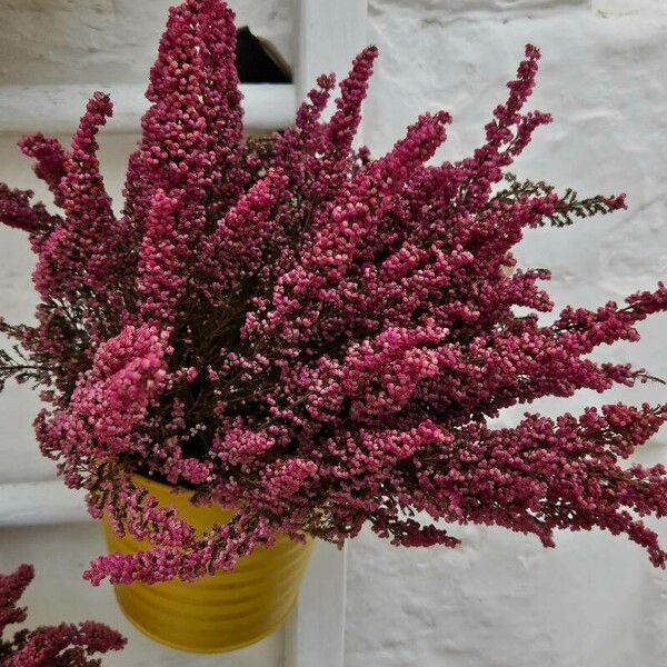 Erica gracilis Flower