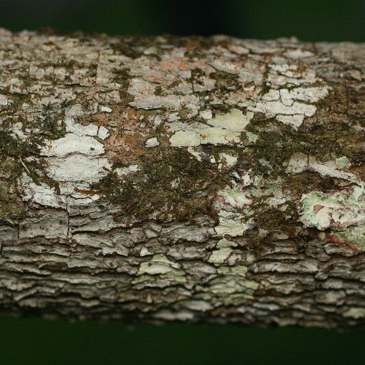 Theobroma grandiflorum Escorça