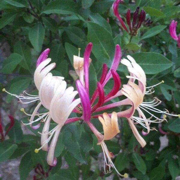 Lonicera periclymenum Blomma