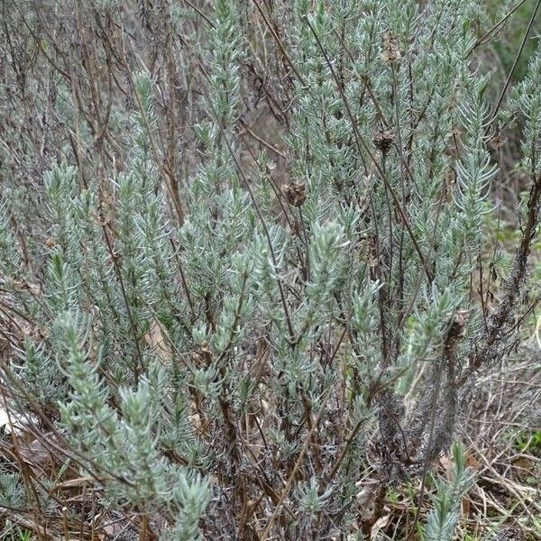 Lavandula stoechas Folha