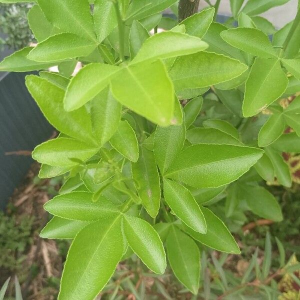 Citrus trifoliata Φύλλο