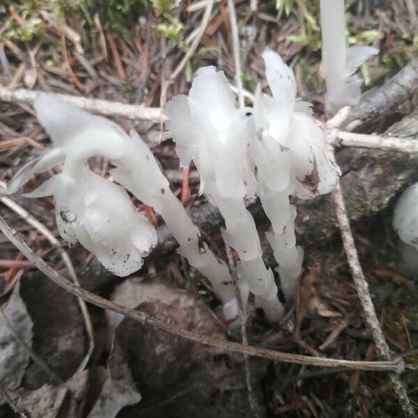 Monotropa uniflora Leaf