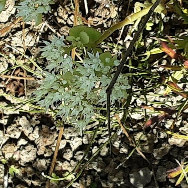 Sedum ternatum Flor