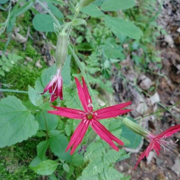 Silene virginica ফুল