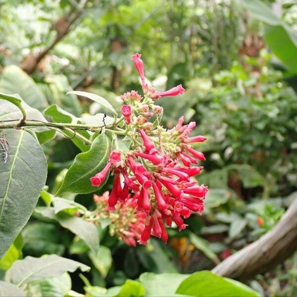 Cestrum elegans Flower