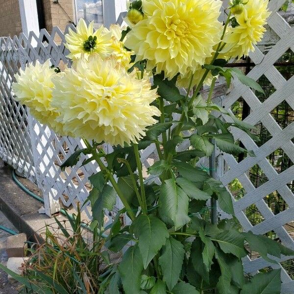 Dahlia pinnata 花