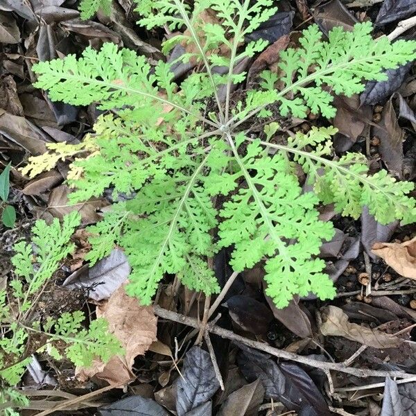 Gonospermum fruticosum Hoja