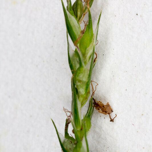 Carex strigosa फूल