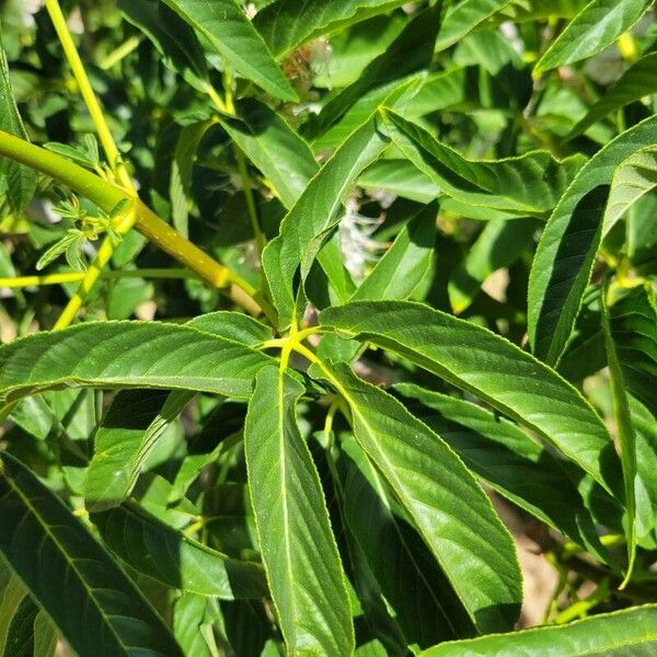 Aesculus californica Leaf