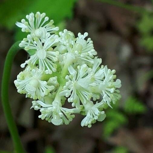 Actaea pachypoda Kvet