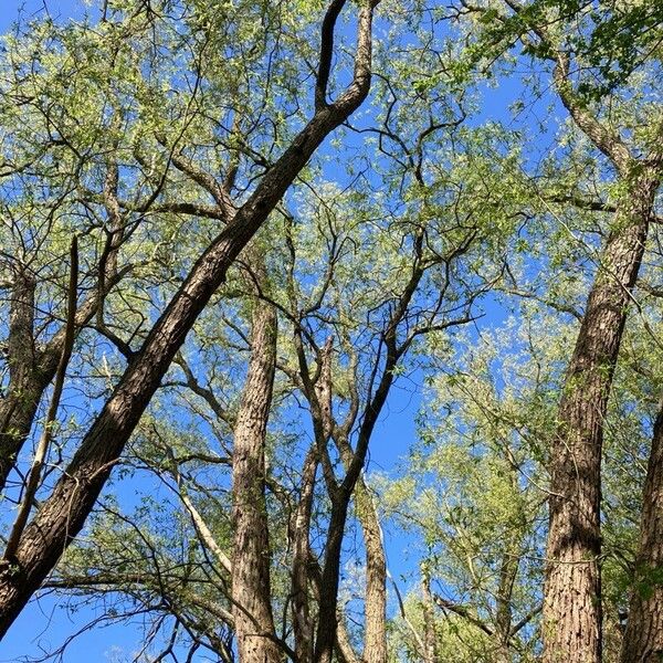 Salix triandra Habit