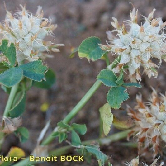 Trifolium spumosum অন্যান্য