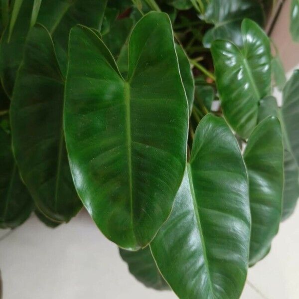 Philodendron burle-marxii Folio