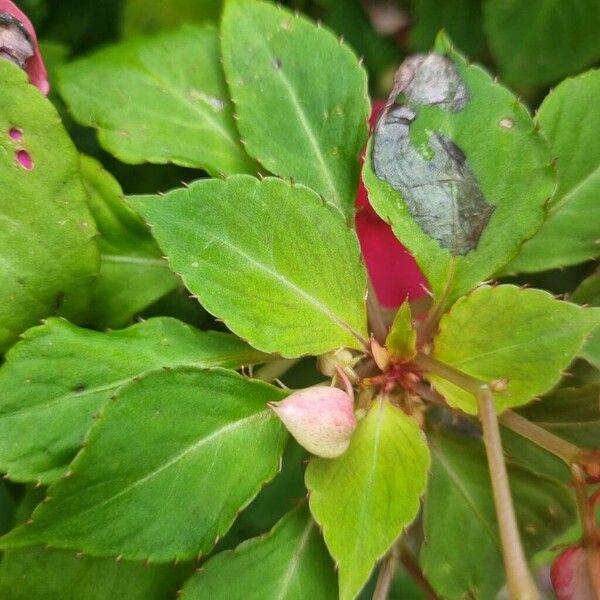 Impatiens walleriana List