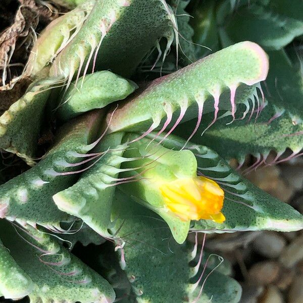 Faucaria tigrina Habitus