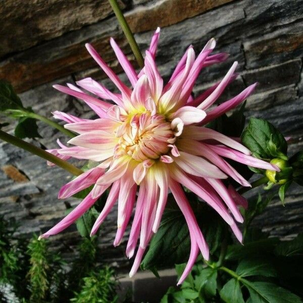 Dahlia pinnata Flor