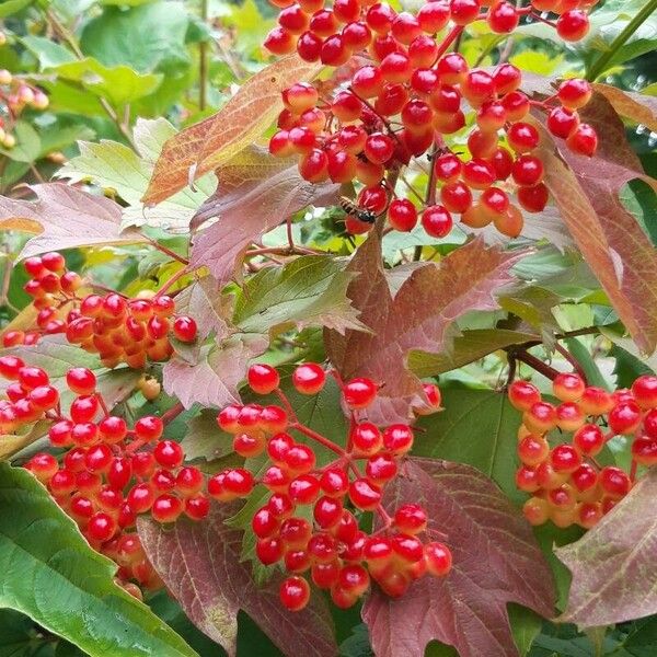 Viburnum opulus Fruto