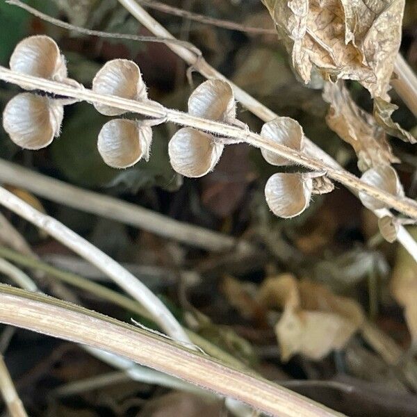 Scutellaria altissima Φρούτο