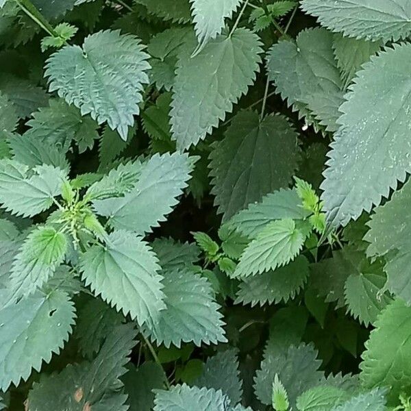 Urtica dioica Folla