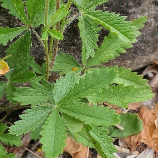 Potentilla hirta Levél