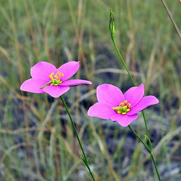 Sabatia grandiflora (Largeflower rose gentian)