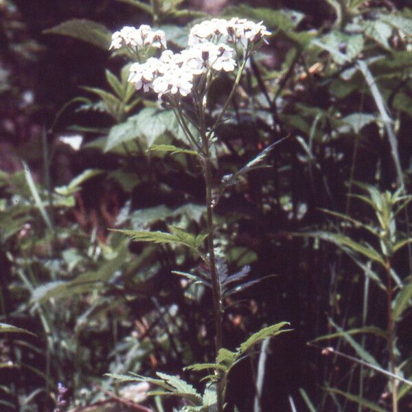 Achillea macrophylla Elinympäristö