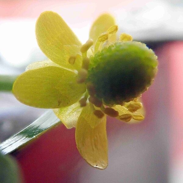 Ranunculus sceleratus Flower