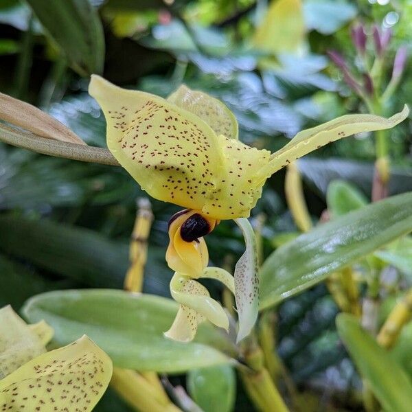 Stanhopea wardii Flower