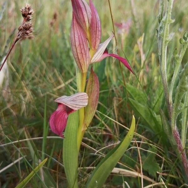 Serapias lingua Lorea