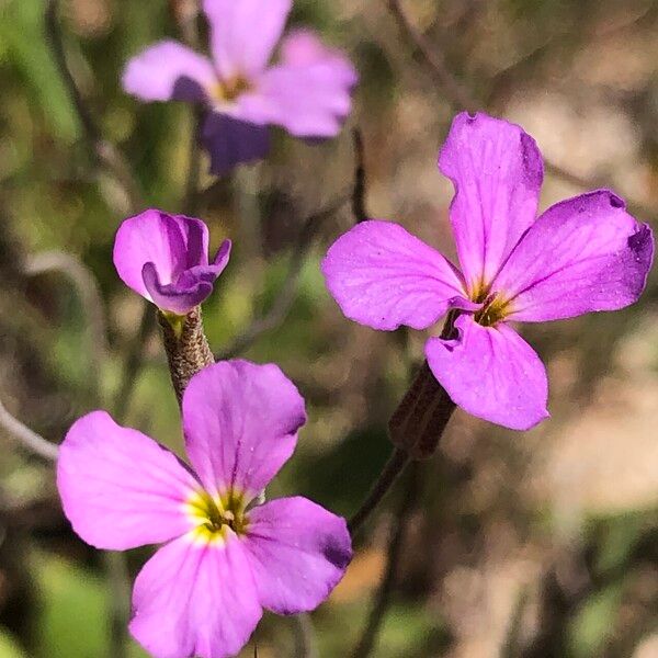 Marcus-kochia triloba Flor