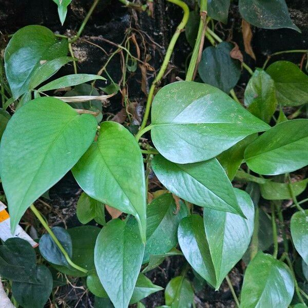 Epipremnum pinnatum Leaf