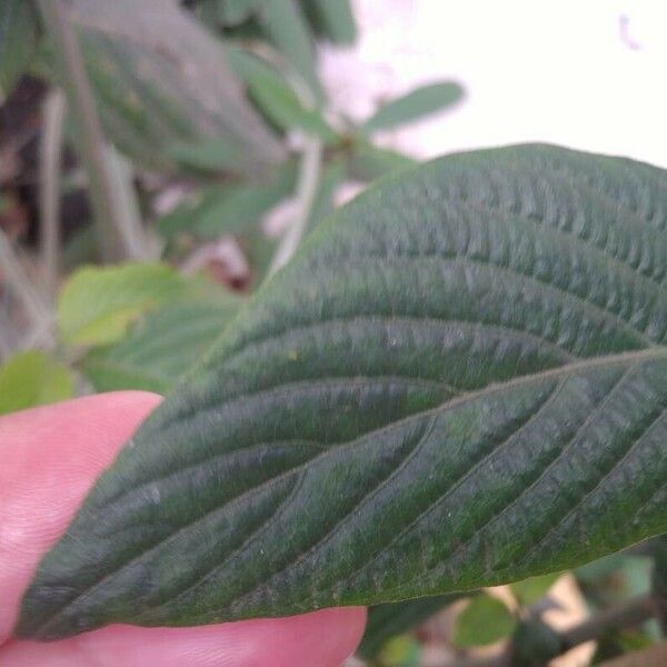 Eranthemum pulchellum Leaf