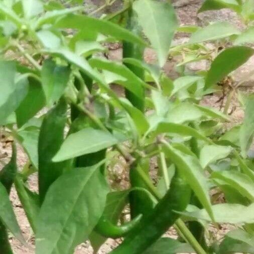 Capsicum annuum 形態