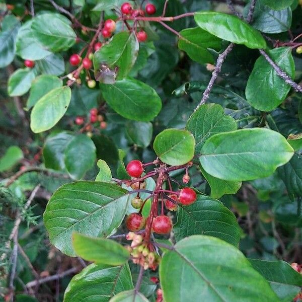 Frangula alnus Fruitua