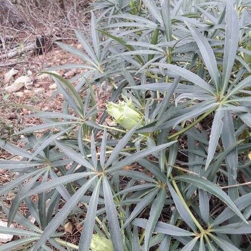 Helleborus foetidus ഇല