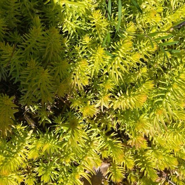 Petrosedum rupestre Leaf